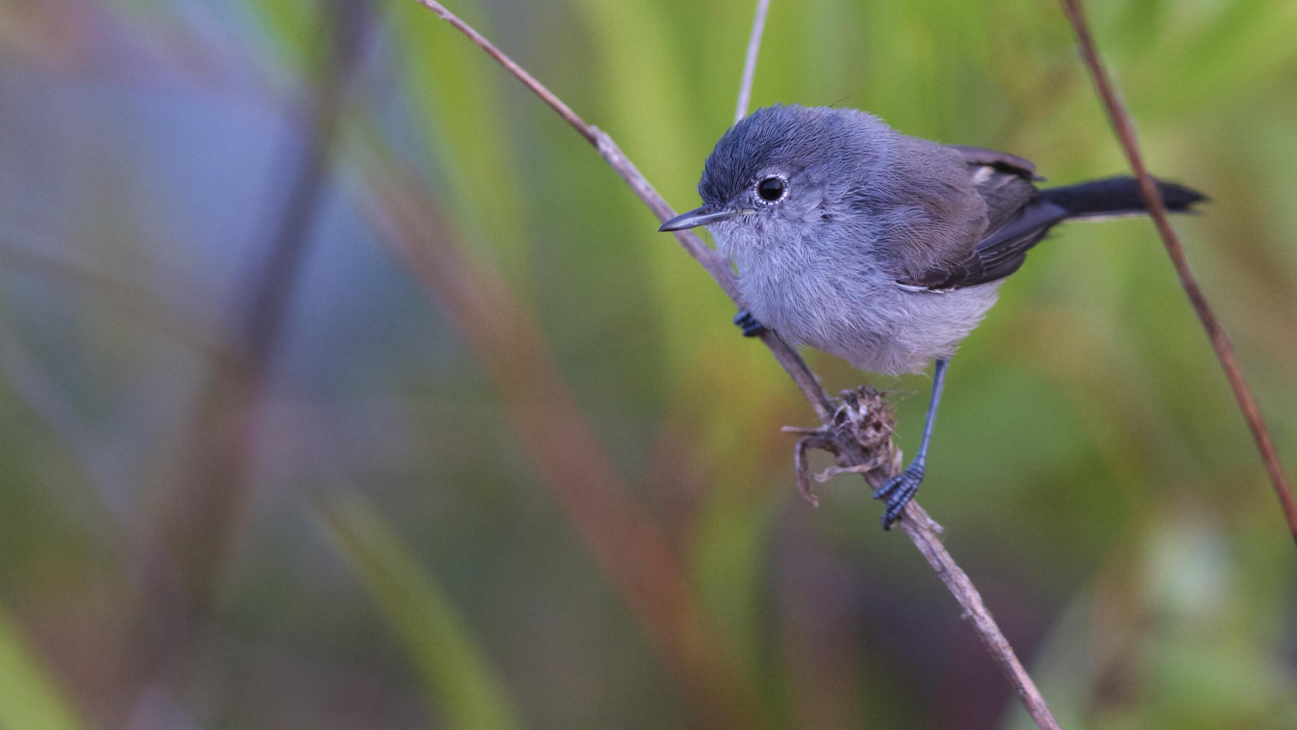 California Gnatcatcher