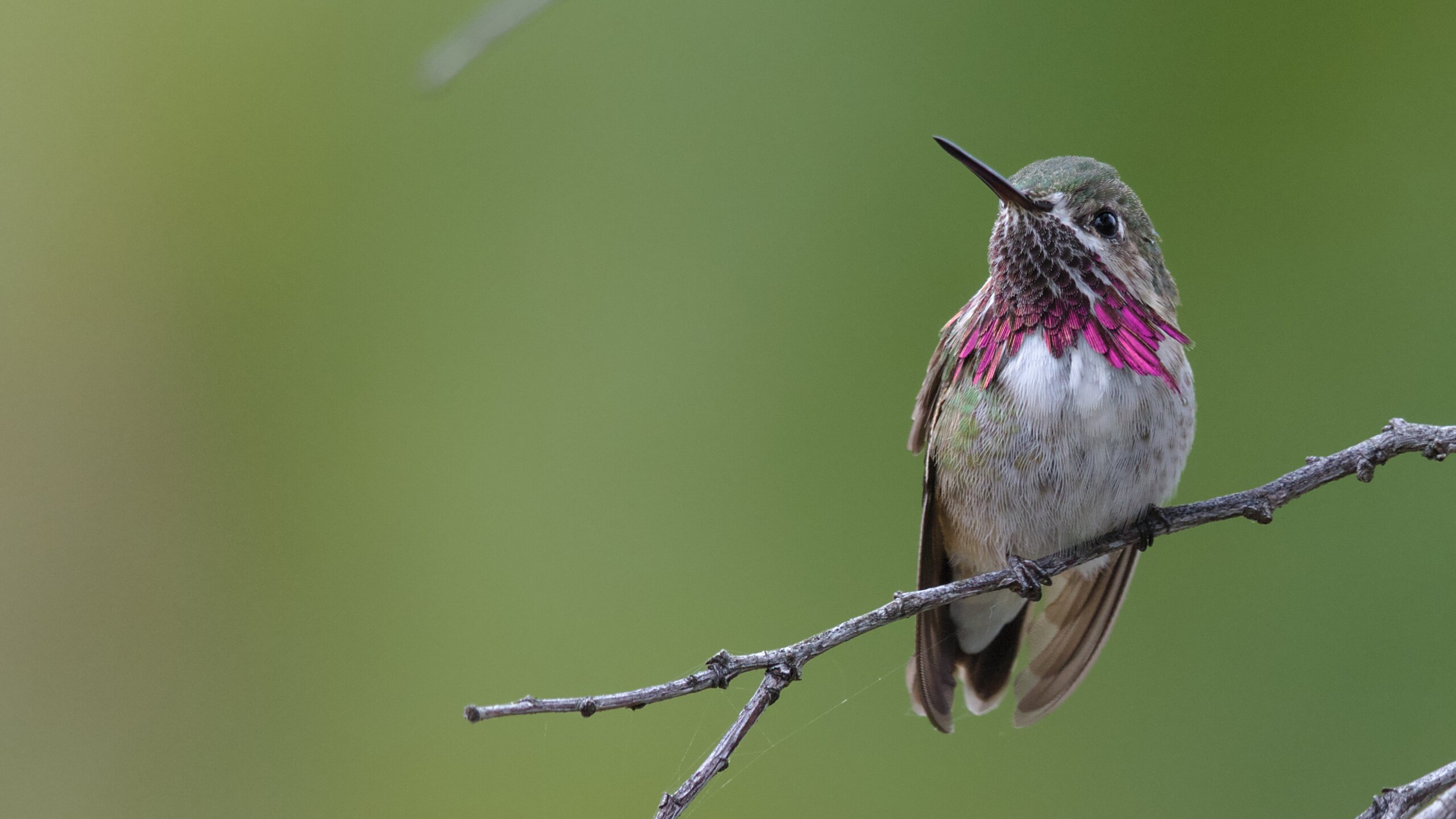 Calliope Hummingbird