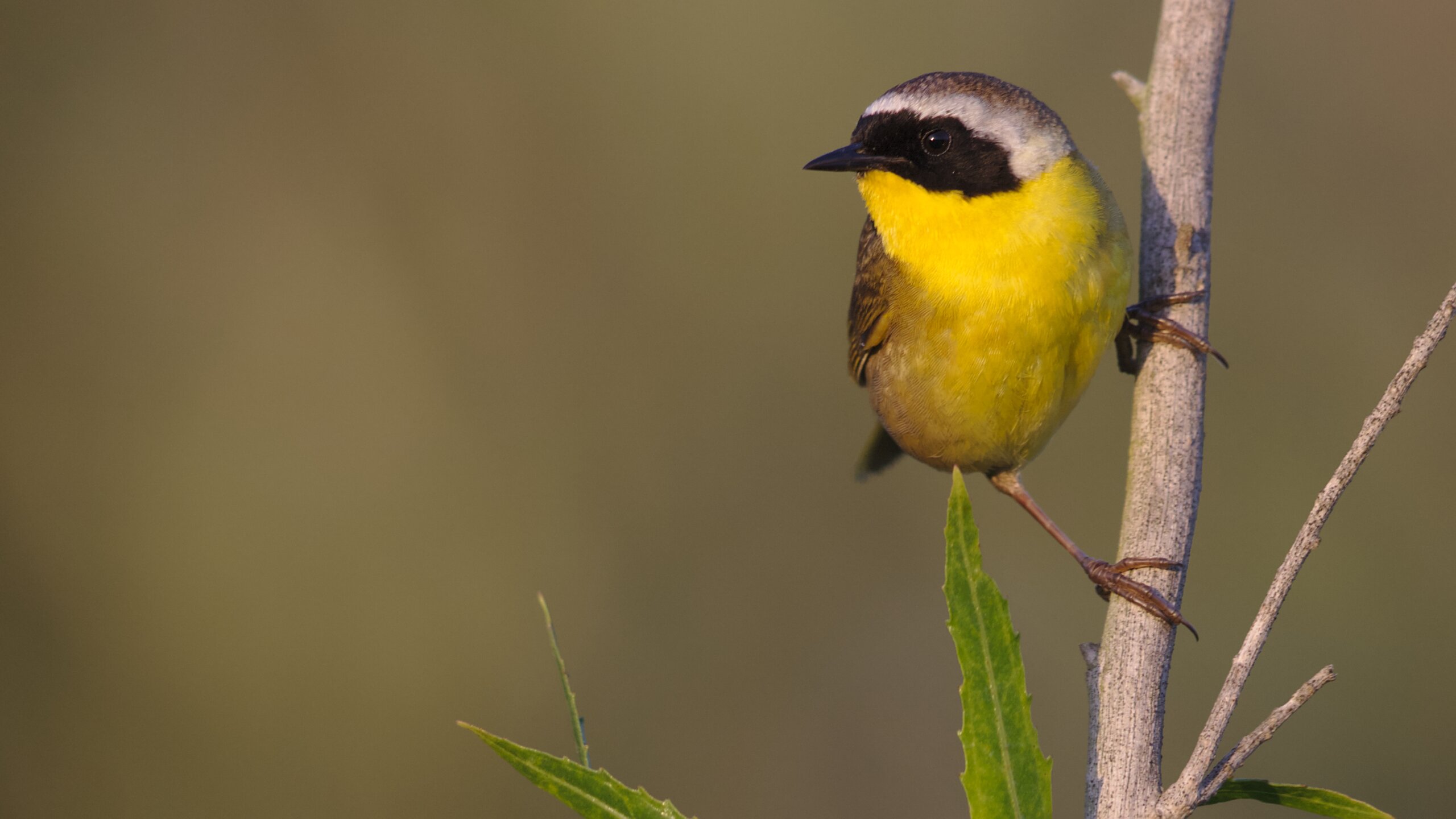 Common Yellowthroat