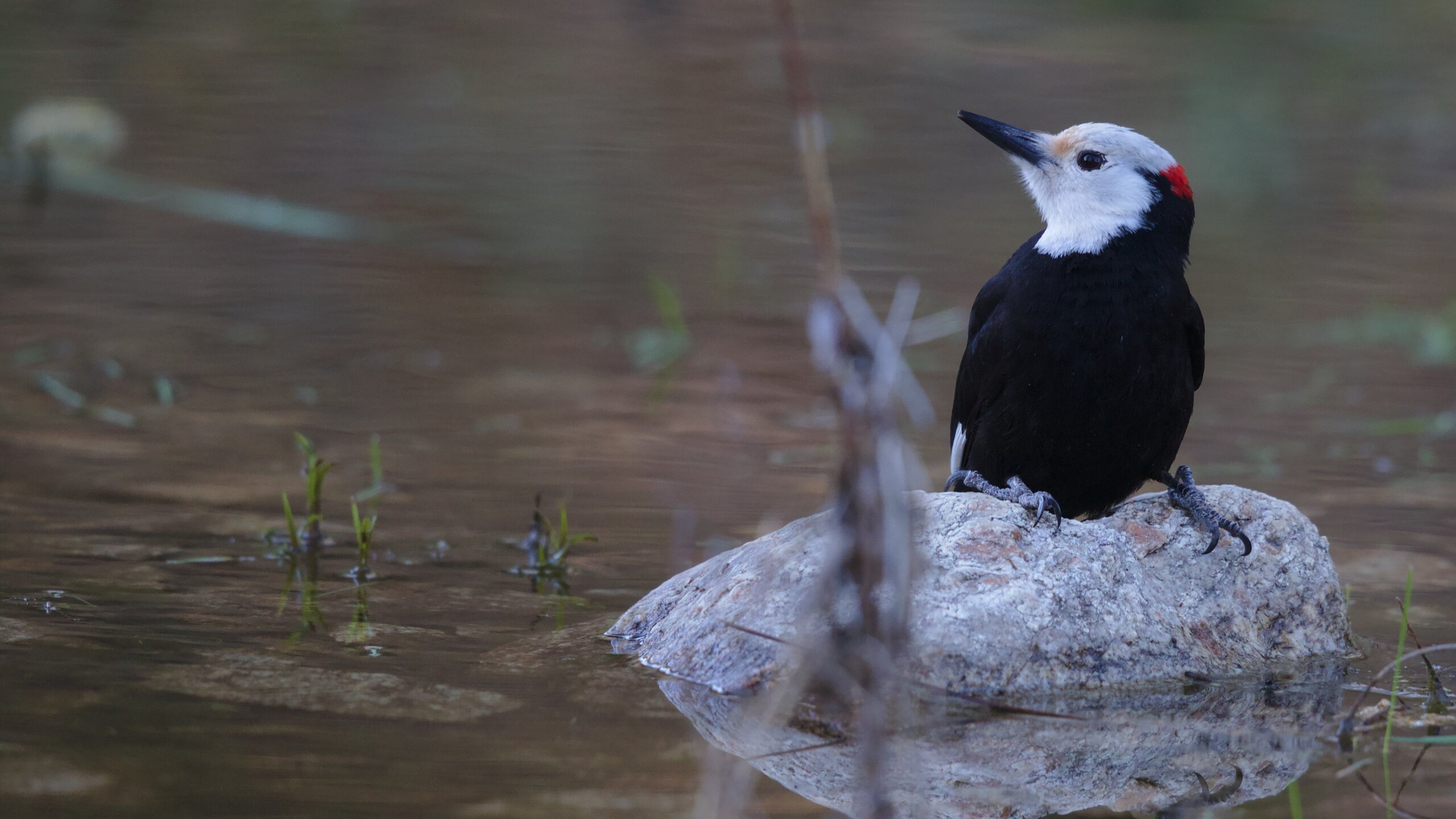 White-headed Woodpecker