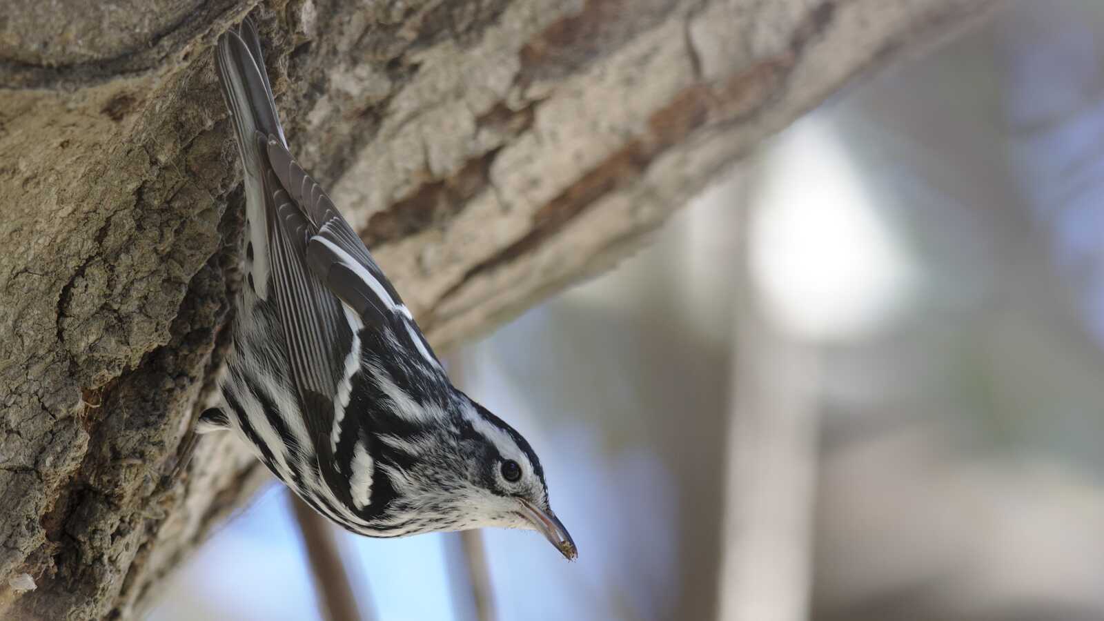 Field Trip: Huntington Central Park