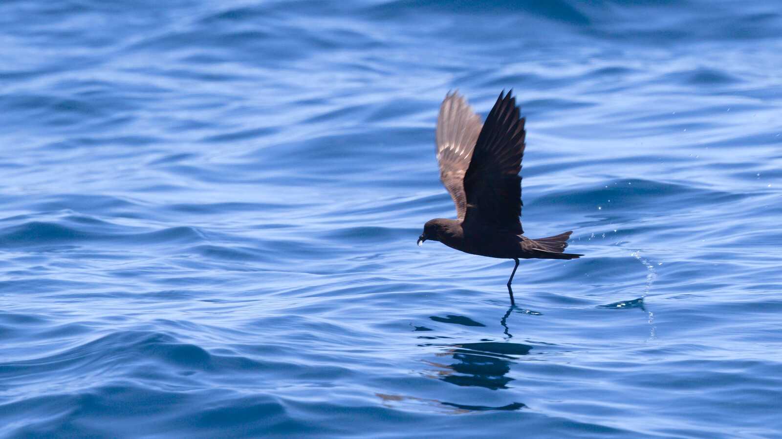 Field Trip: Pelagic