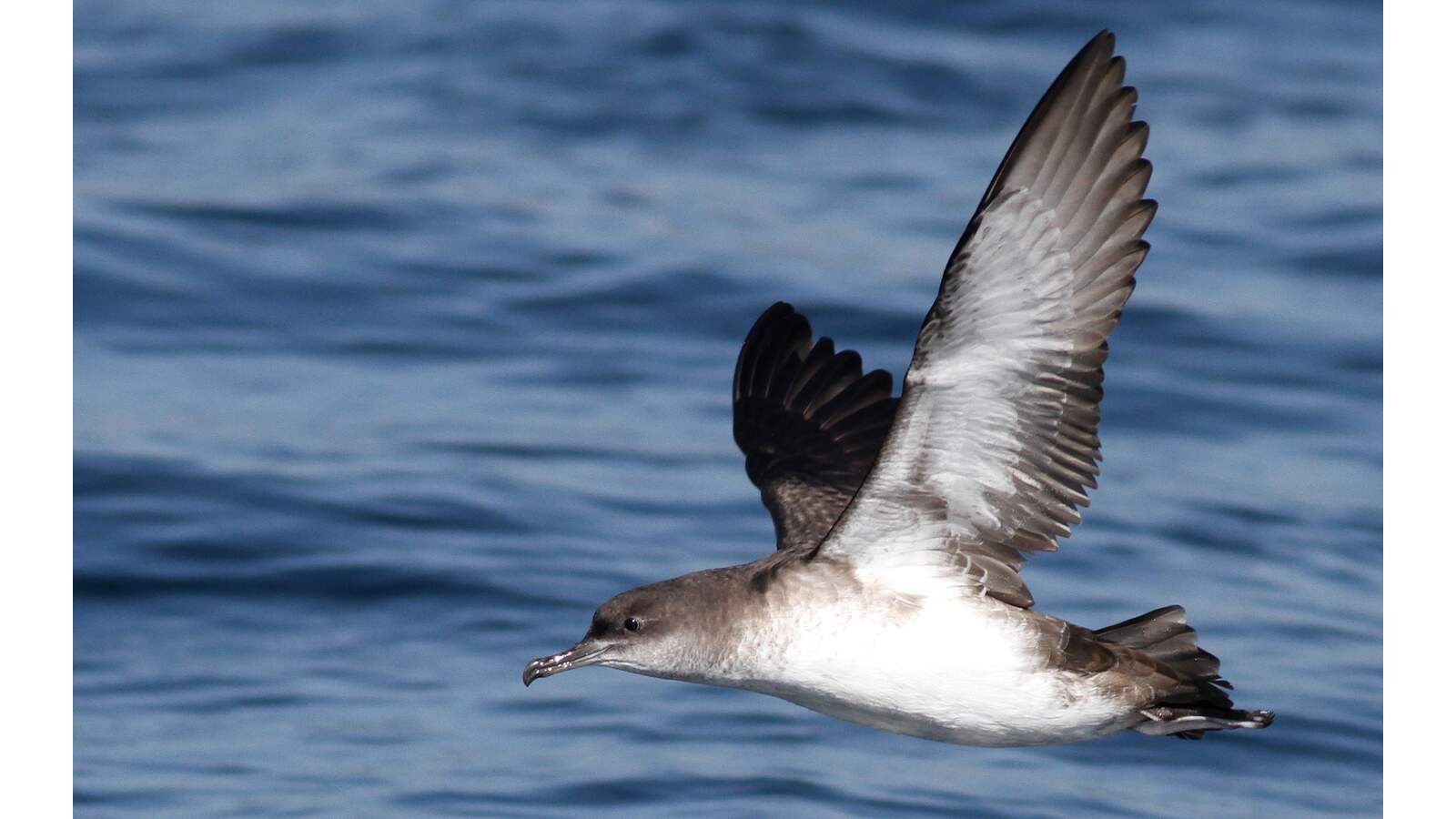 Field Trip: Winter Pelagic