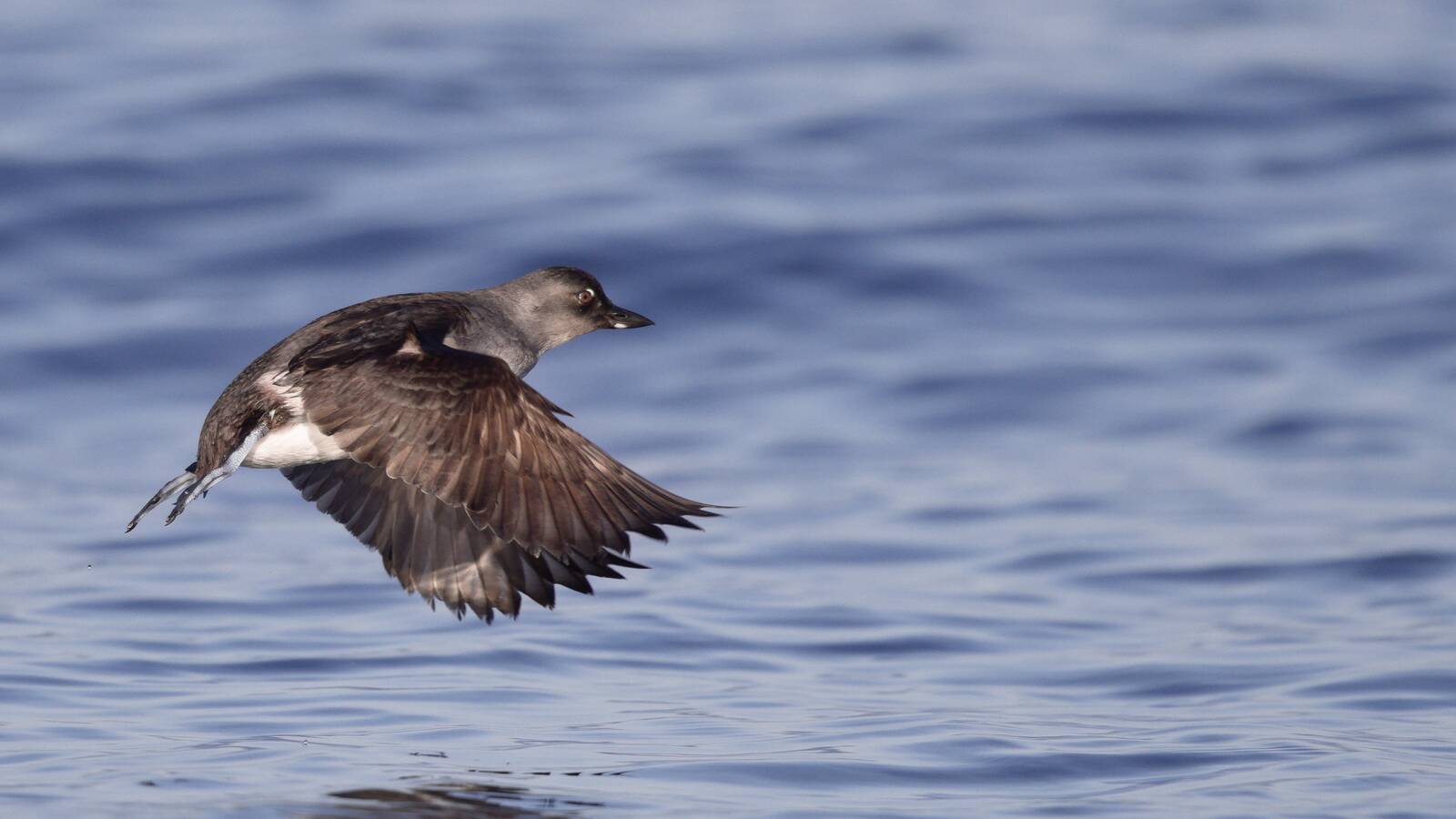Field Trip: Pelagic
