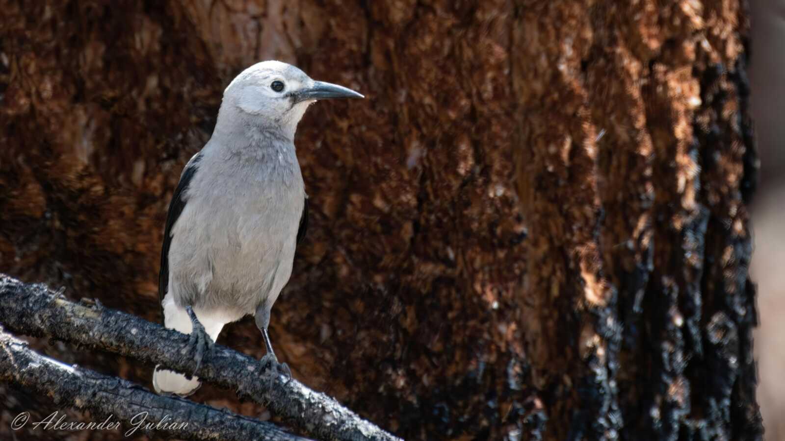 Birding 201 - Montane Species