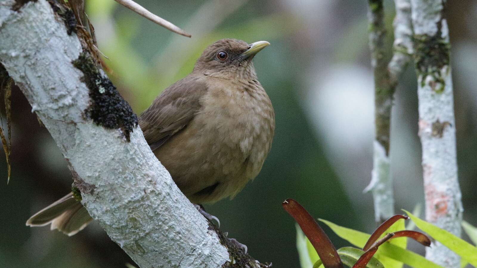 Field Trip: Costa Rica
