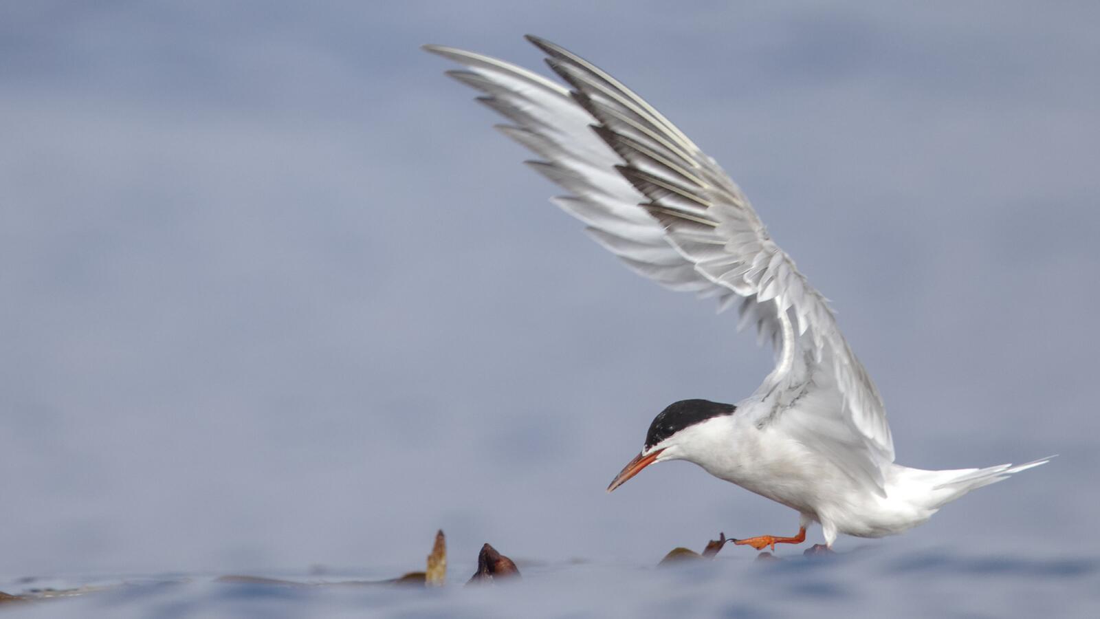 Pelagic