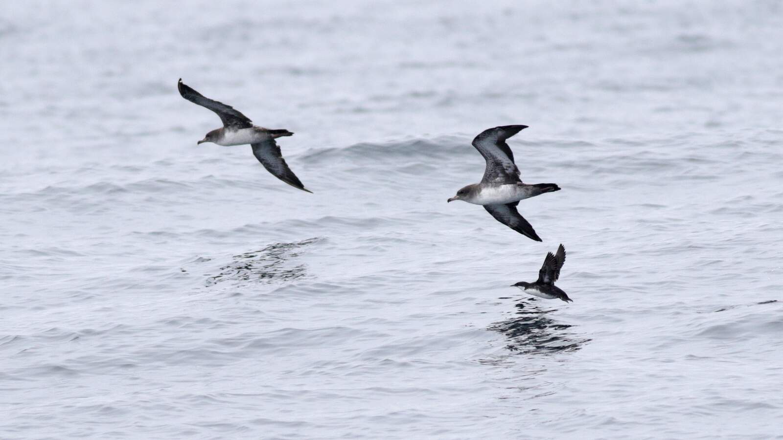Field Trip: Pelagic