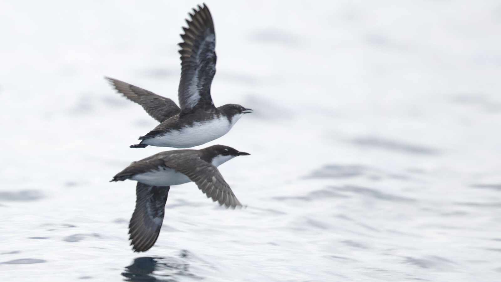 Pelagic RESCHEDULED