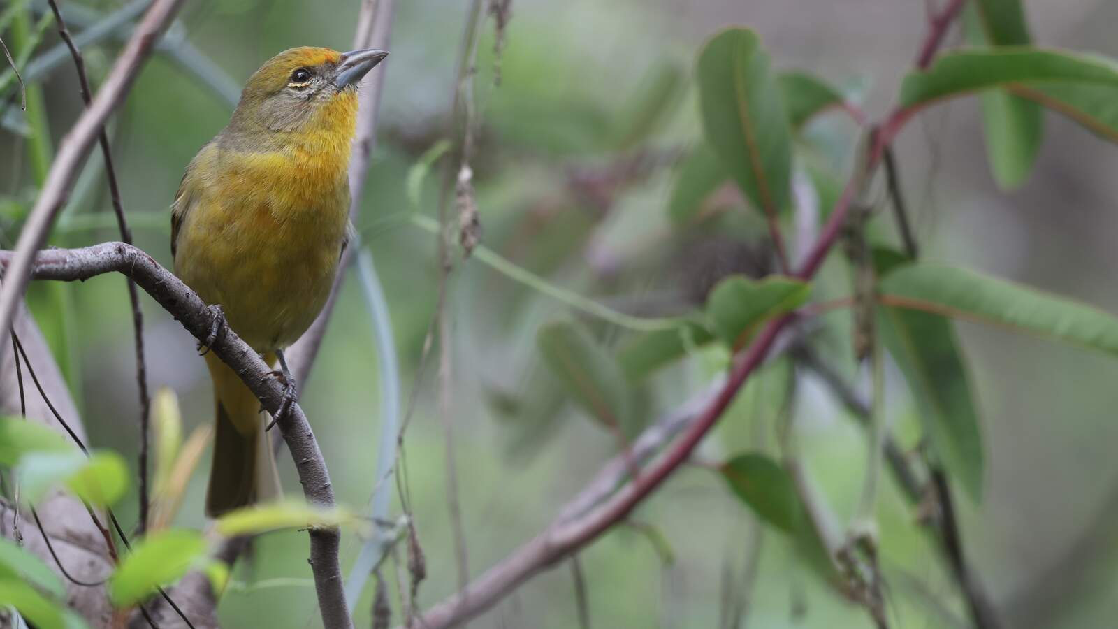 Hepatic Tanager