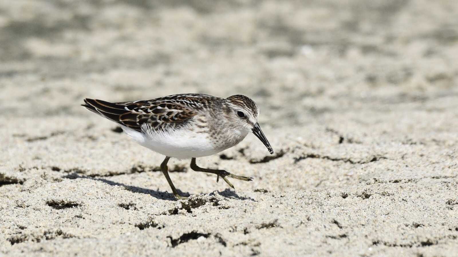 Birding 202 - Shorebirds