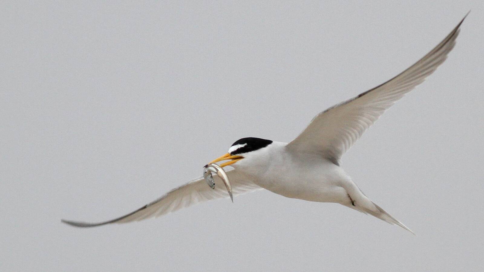 Field Trip: Terns at Bolsa Chica
