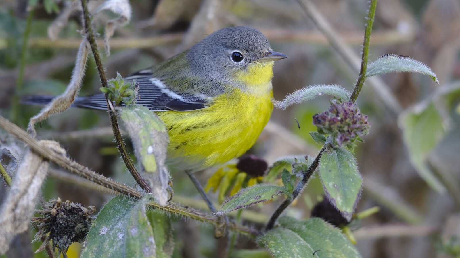 Field Trip: Long Beach Migrants
