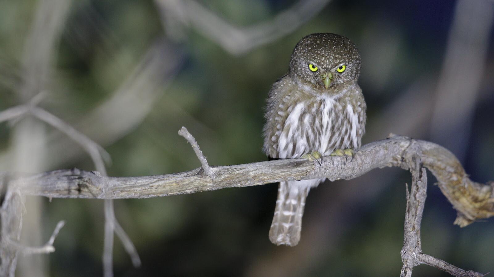 Field Trip: Owls