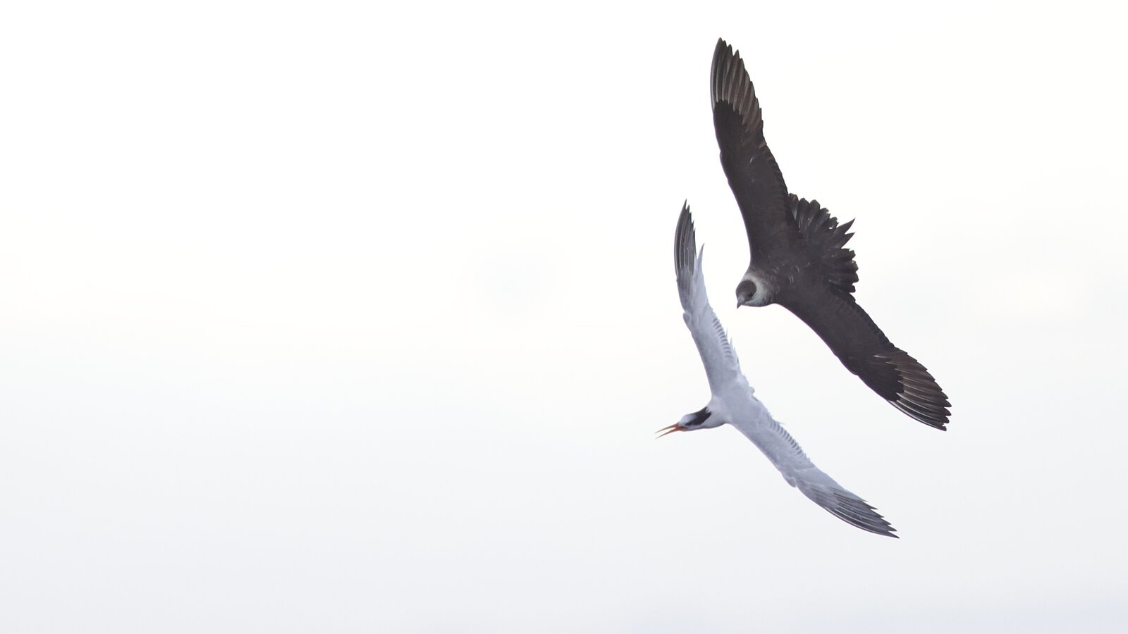 Field Trip: Pelagic