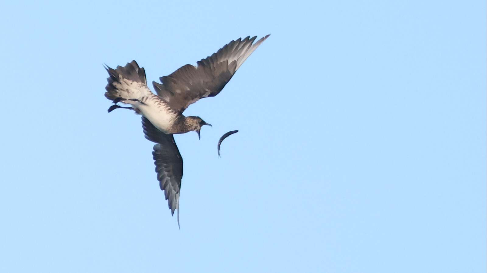 Pelagic