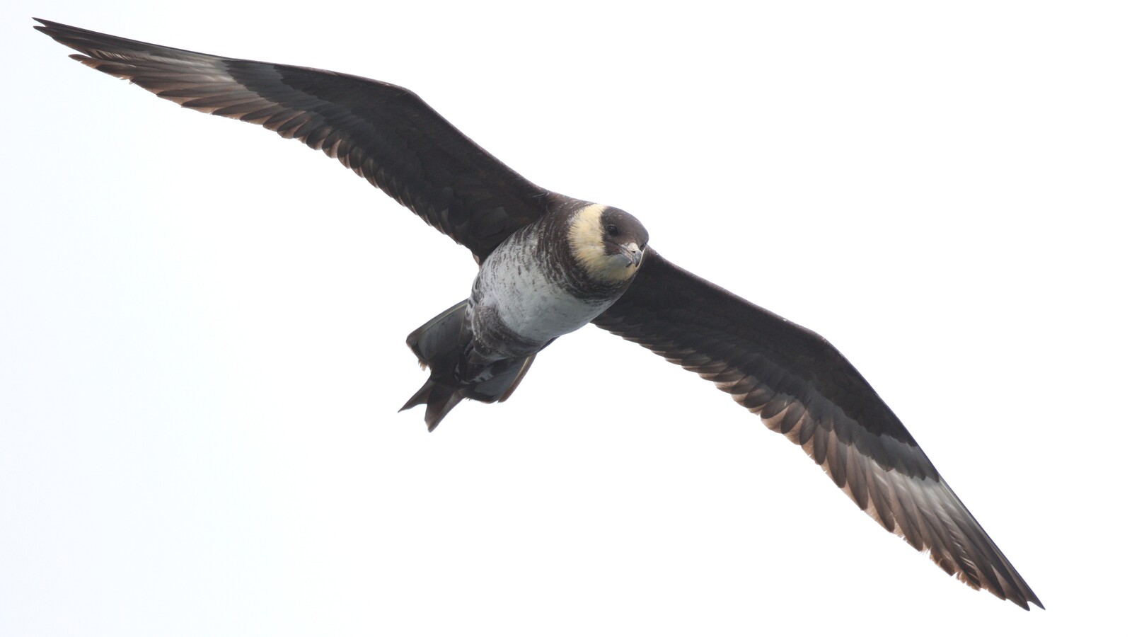 Field Trip: Pelagic