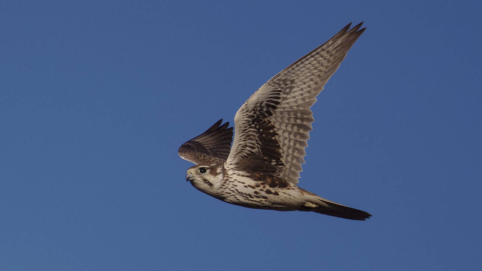 Field Trip: San Jacinto Wildlife Area