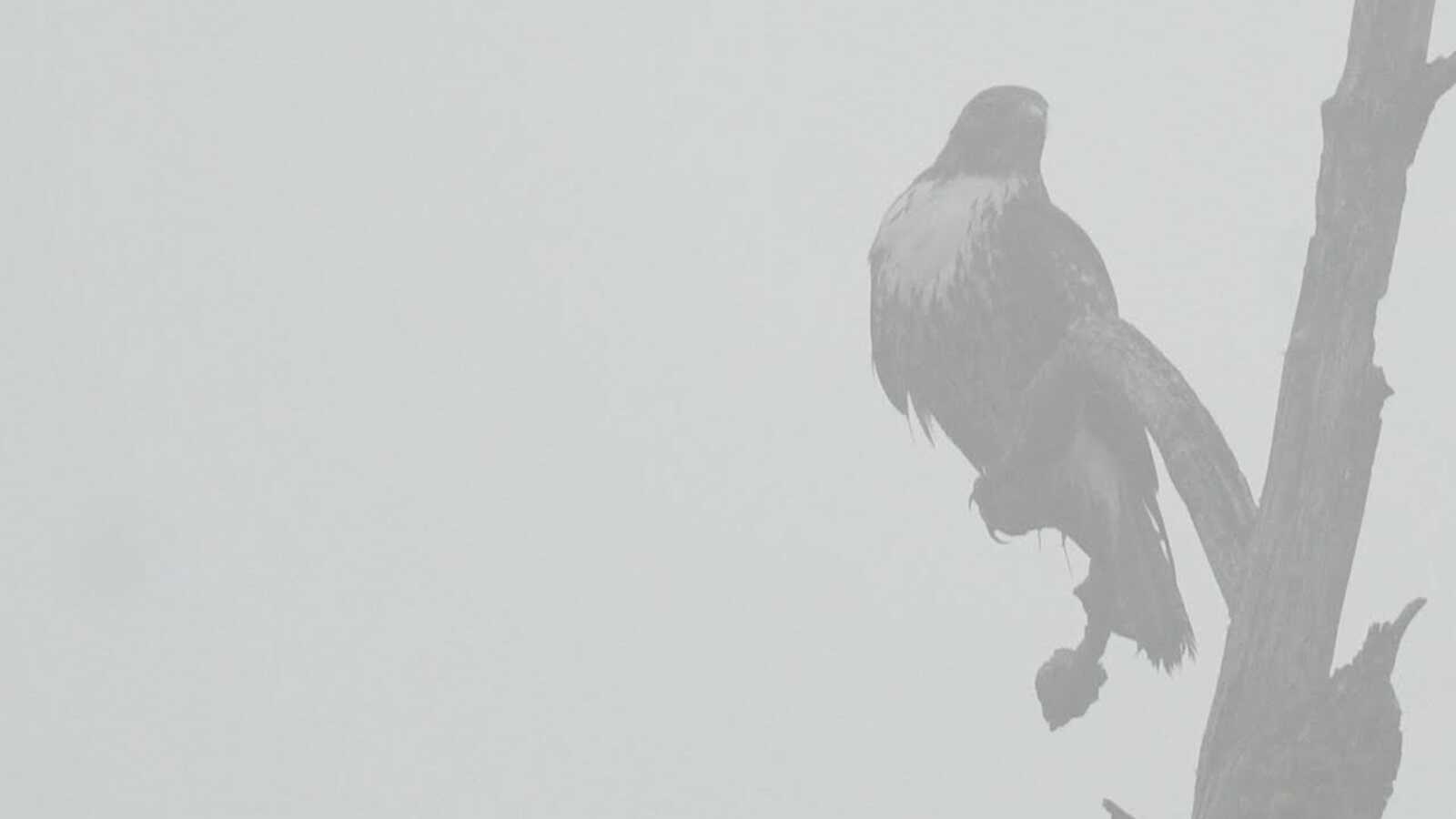 Red-tailed Hawk seen through smoke