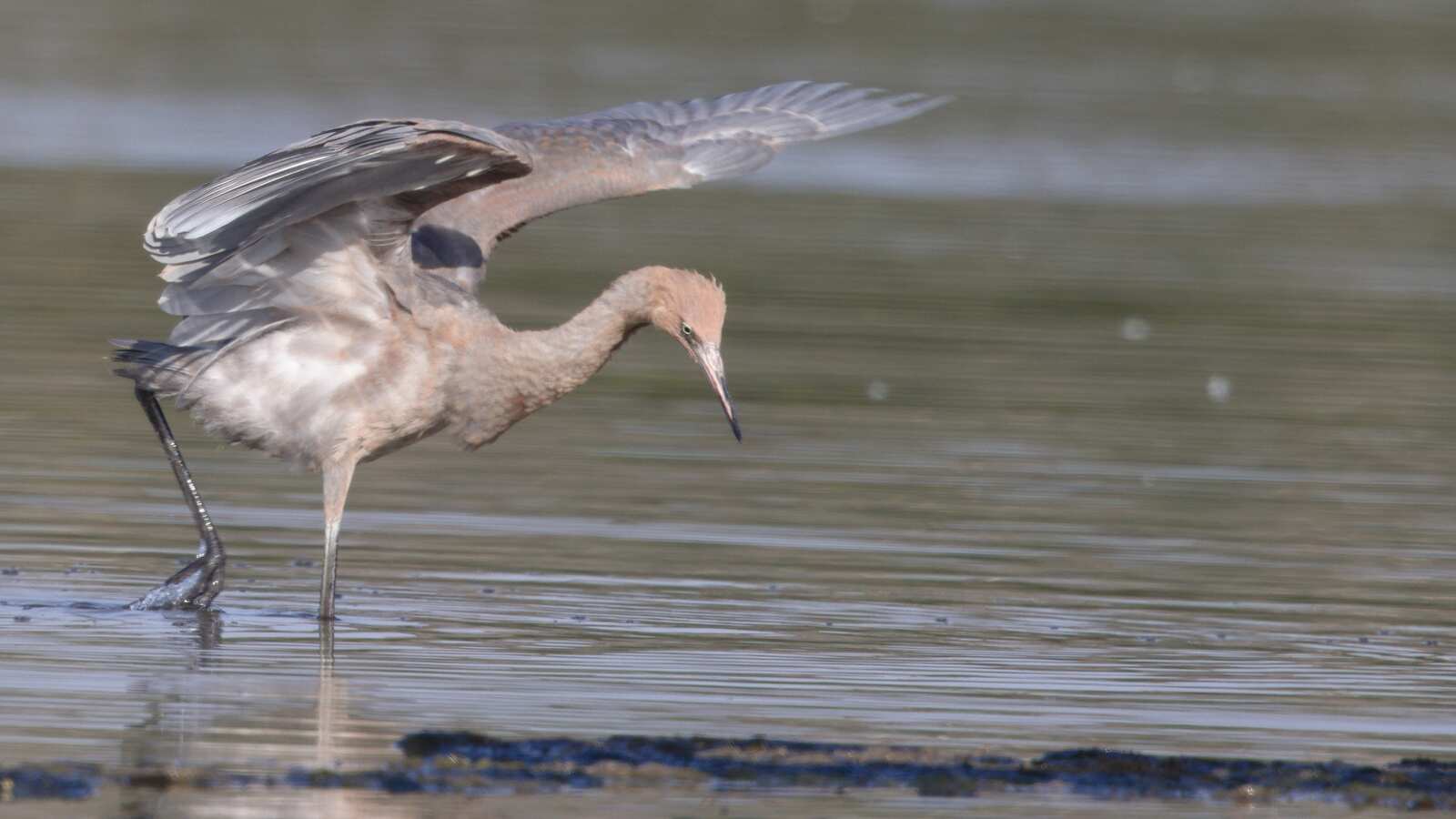 Bolsa Chica
