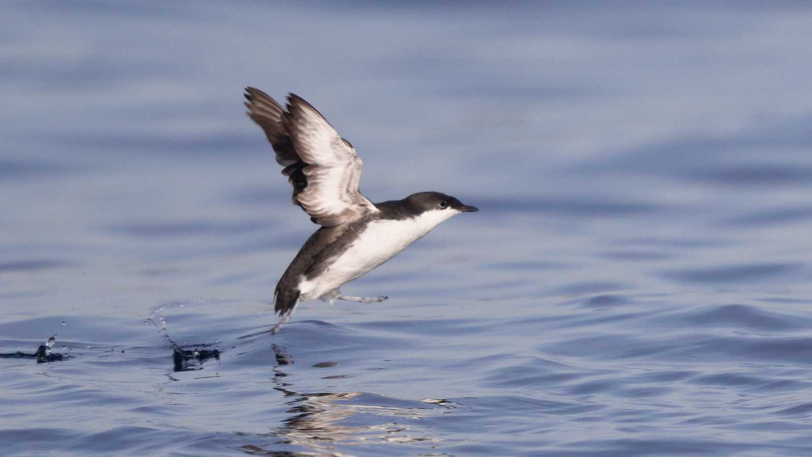 Field Trip: Winter Pelagic