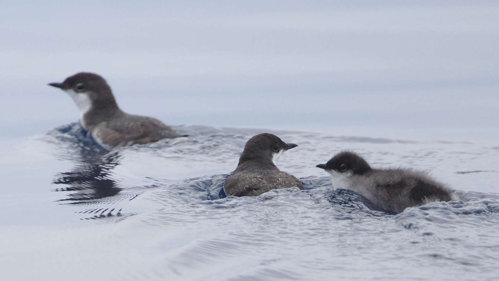 Pelagic