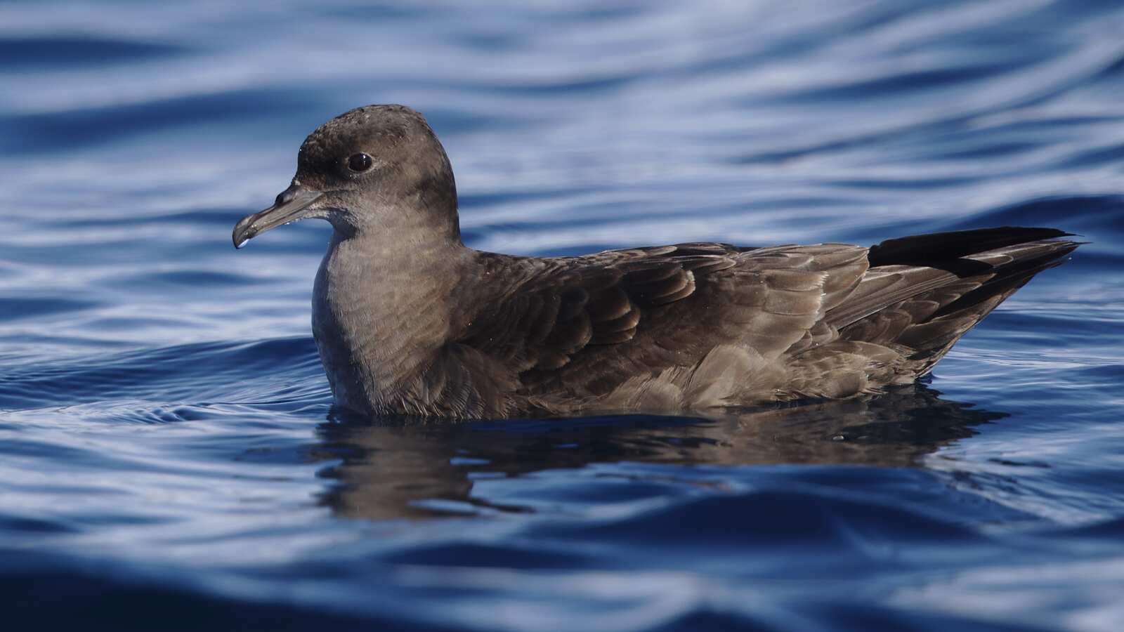 Pelagic