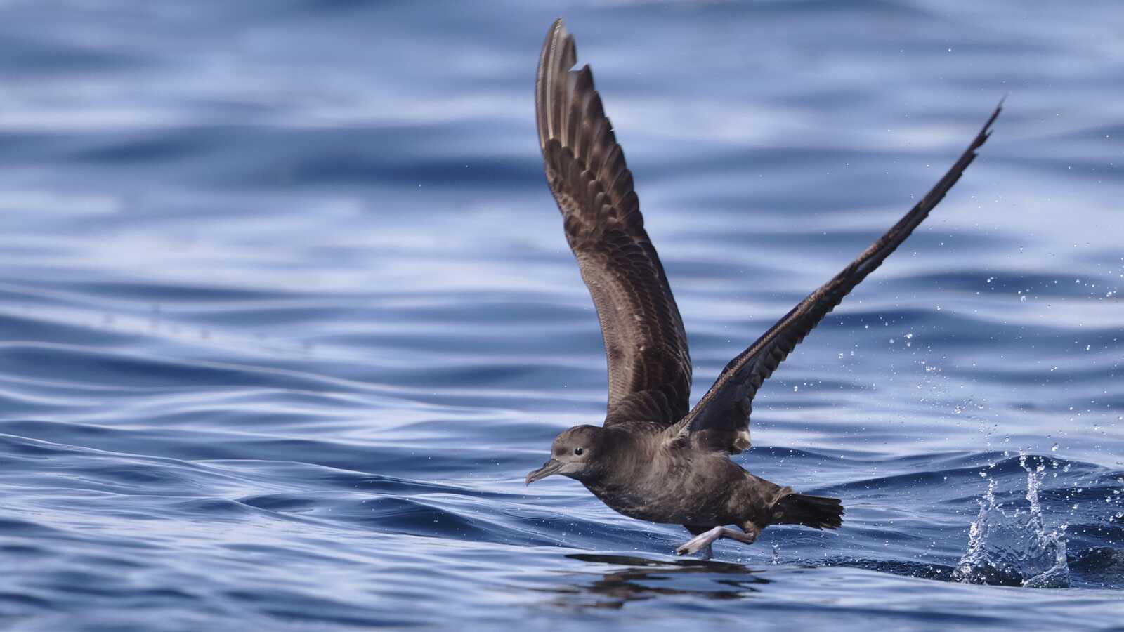 Field Trip: Pelagic