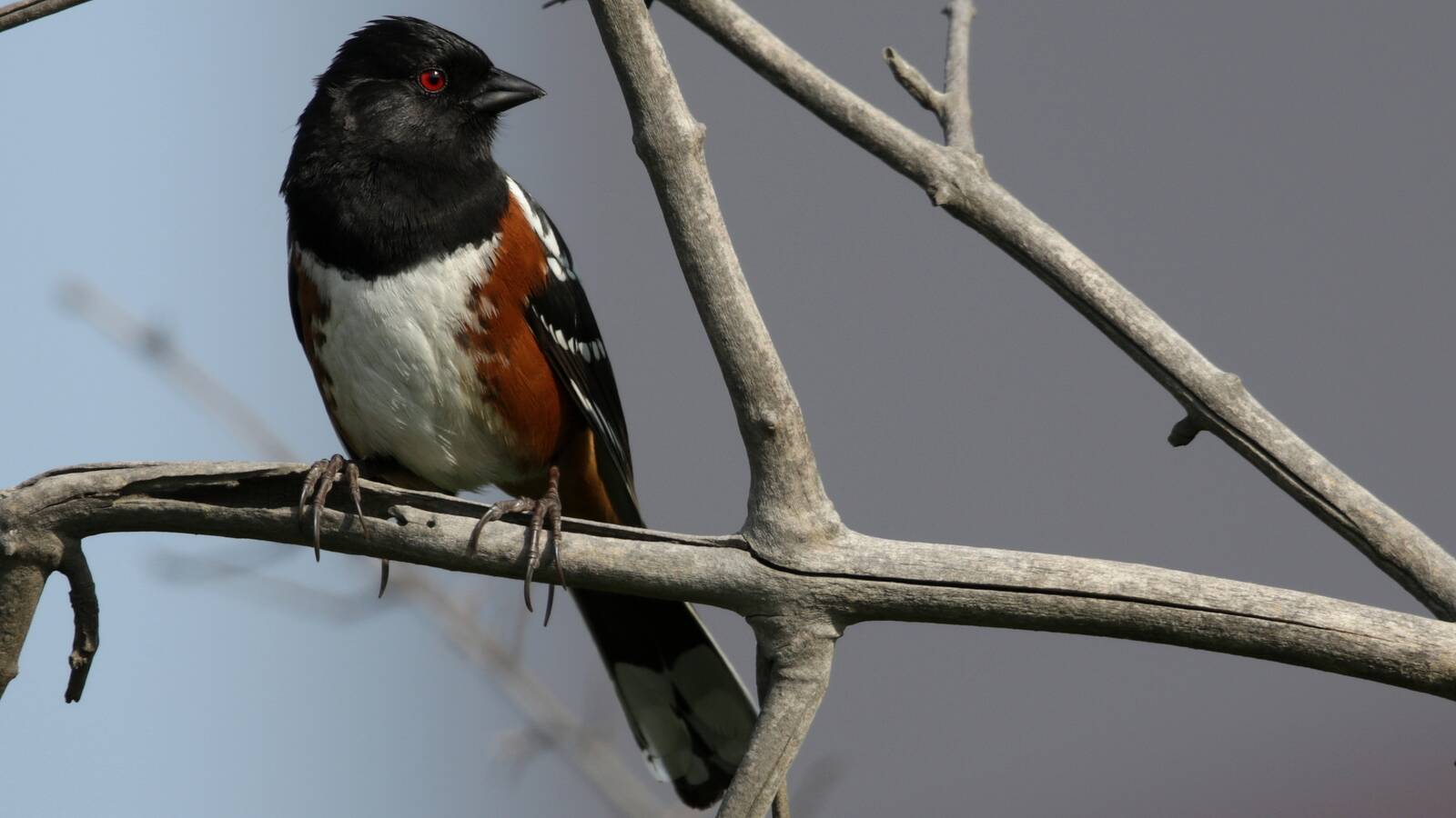 Birding 101