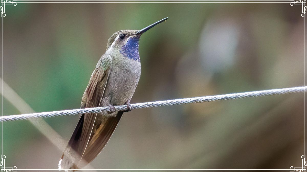 Blue-throated Mountain-gem