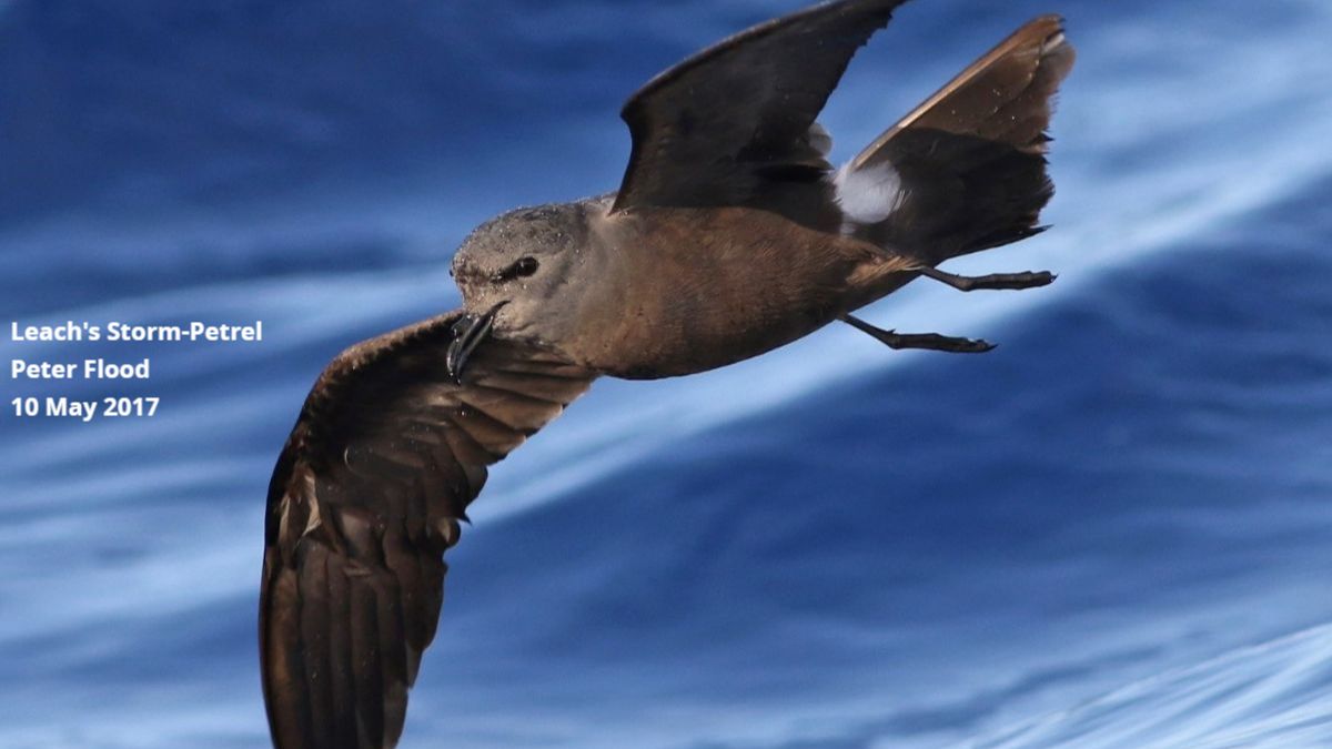 Leach's Storm-petrel
