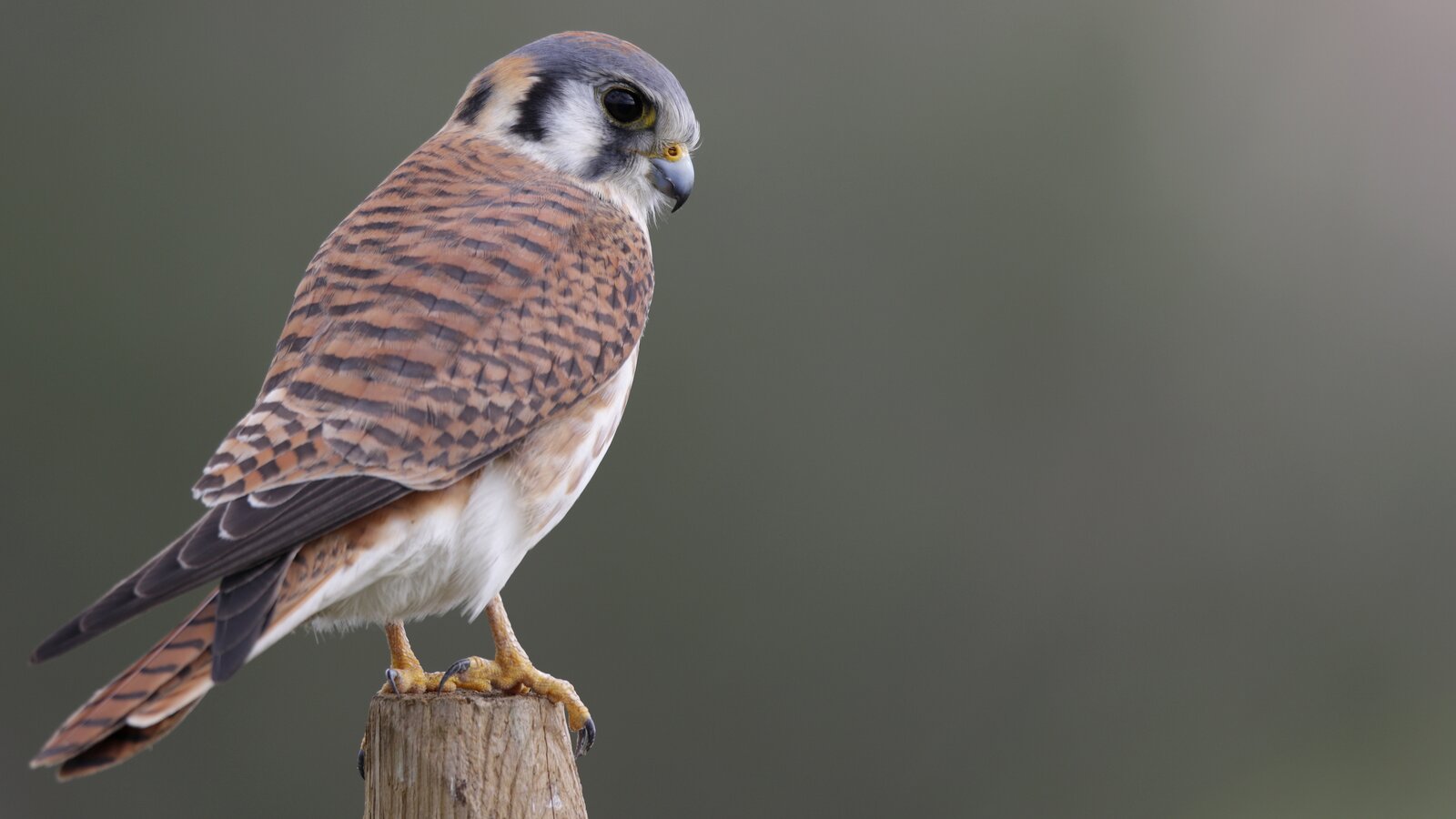 American Kestrel