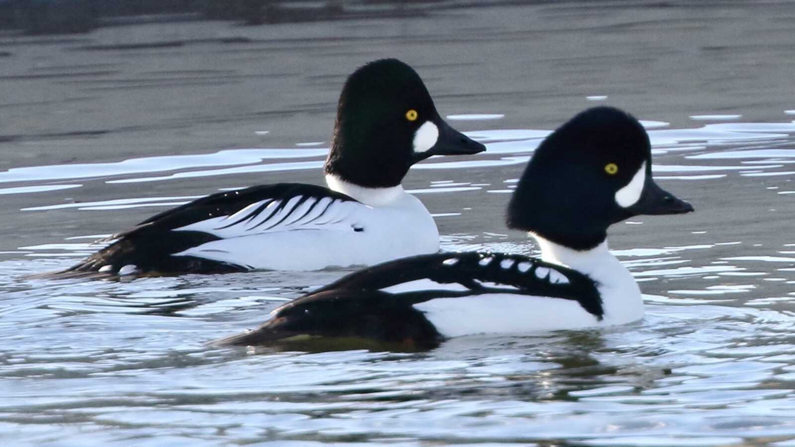 Barrow's and Common Goldeneye