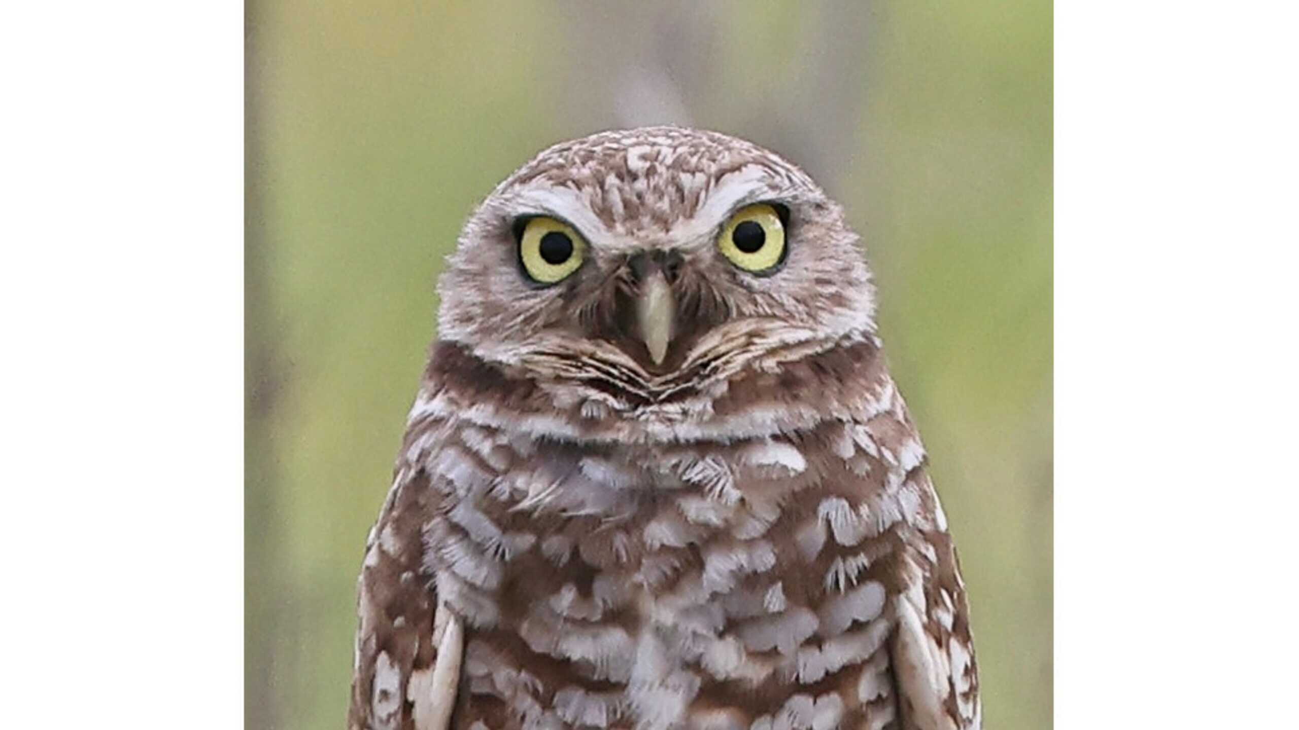 Burrowing Owl