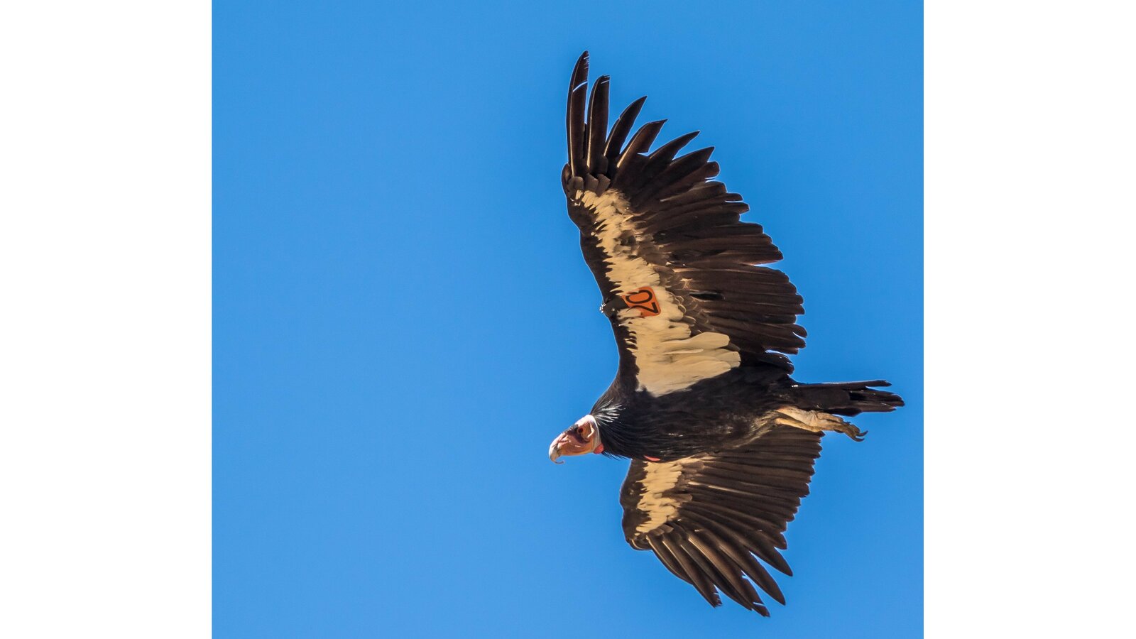 California Condor