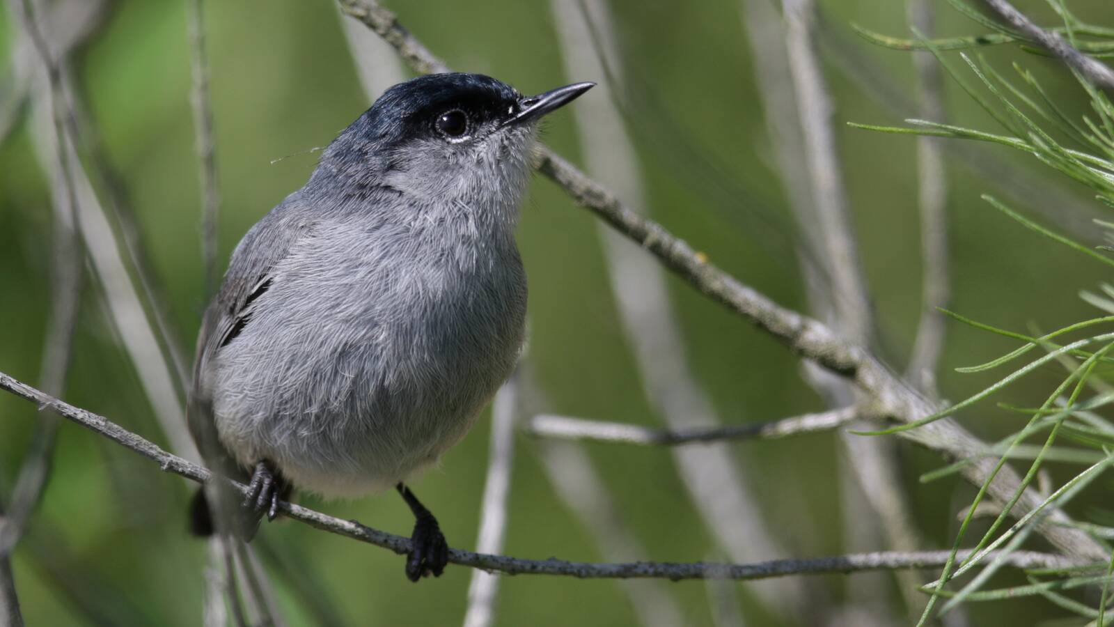 California Gnatcatcher