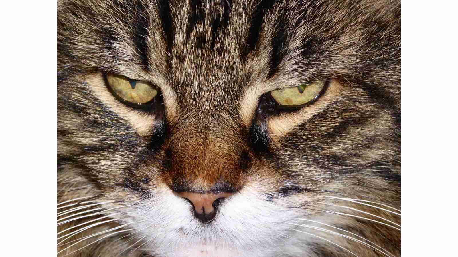 Closeup of evil-looking cat's face.