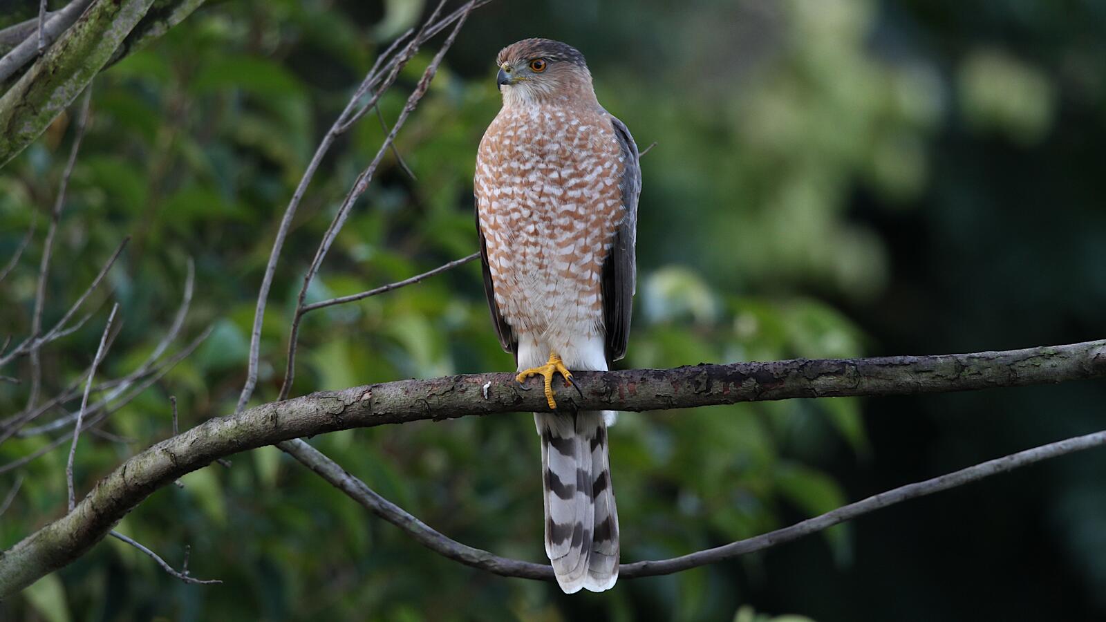 The Cooper's Hawk One of the Bird World's Most Skillful Fliers