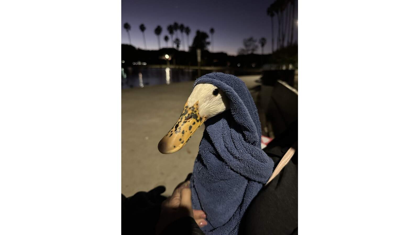Domestic Mallard being rescued