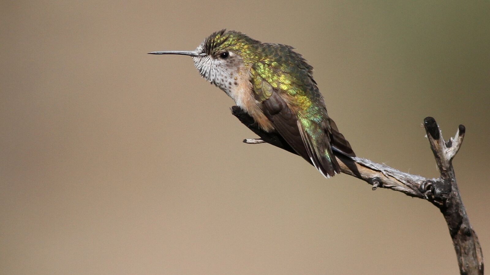 Female Calliope Hummingbird