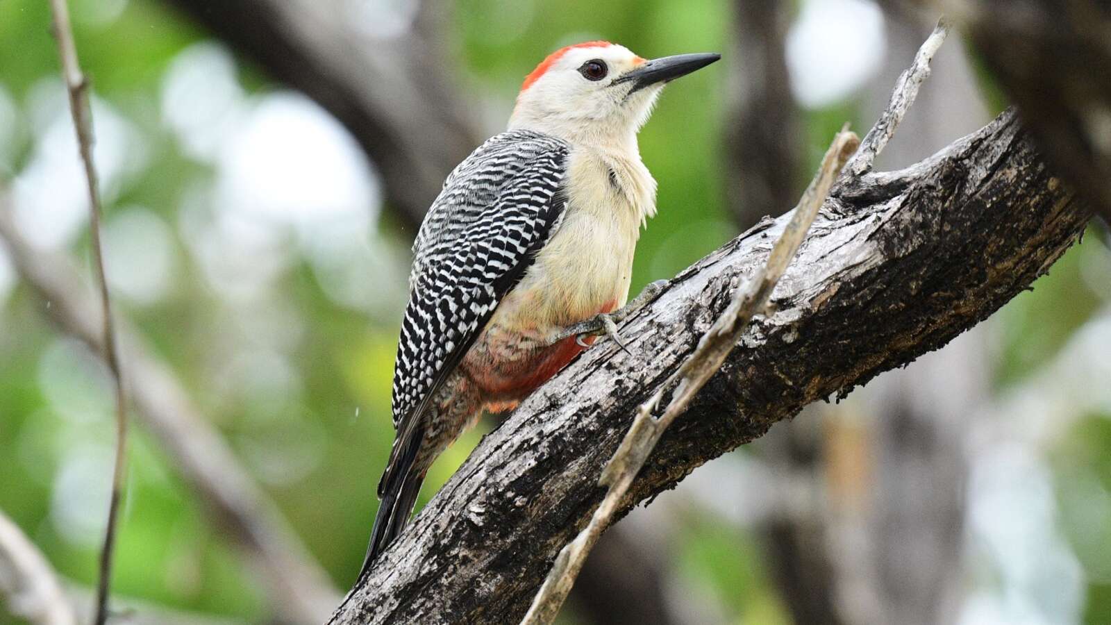 Birding Roatan Birding Honduras - Roatan