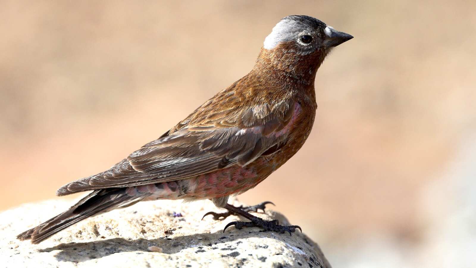 Gray-crowned Rosy-Finch