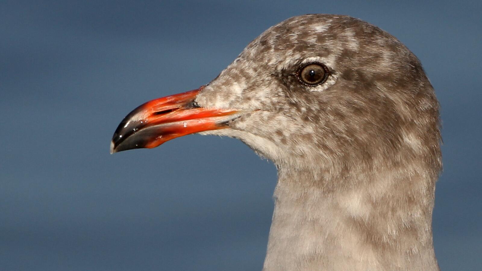 Field Trip: Gulls of Malibu Lagoon
