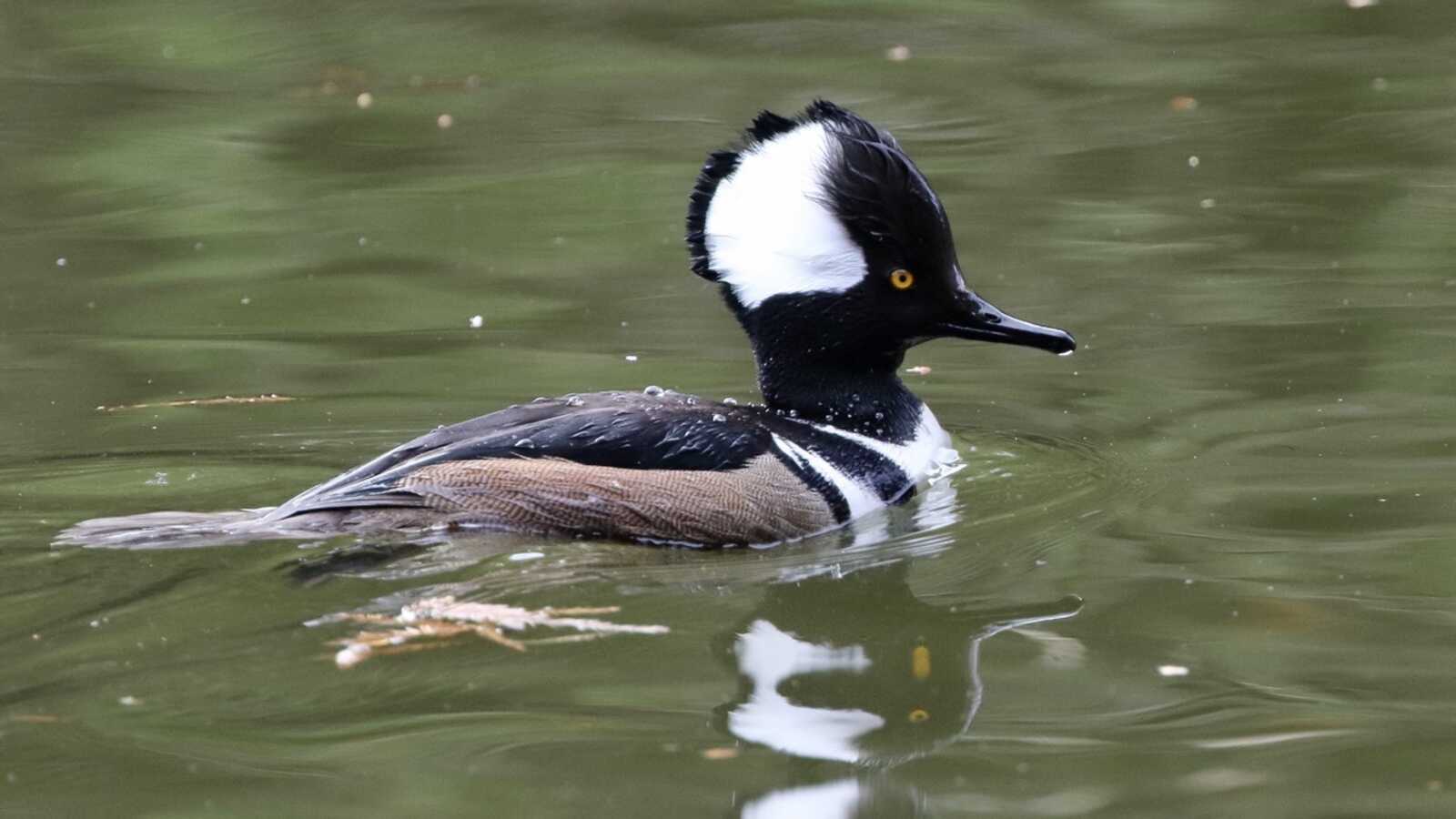 Hooded Merganser