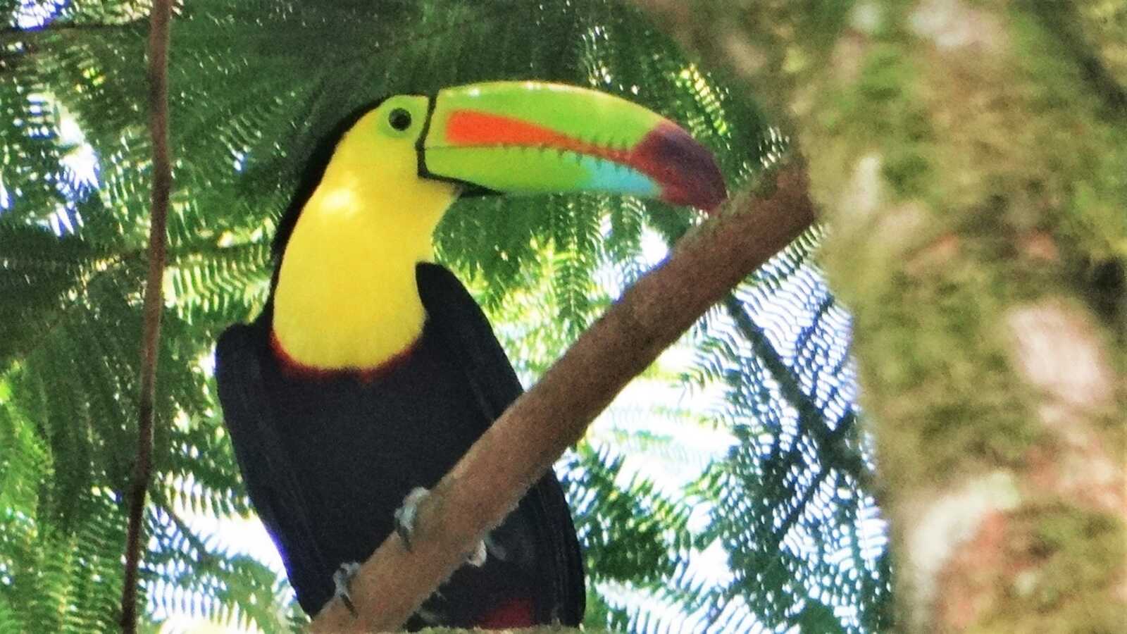 Keel-billed Toucan
