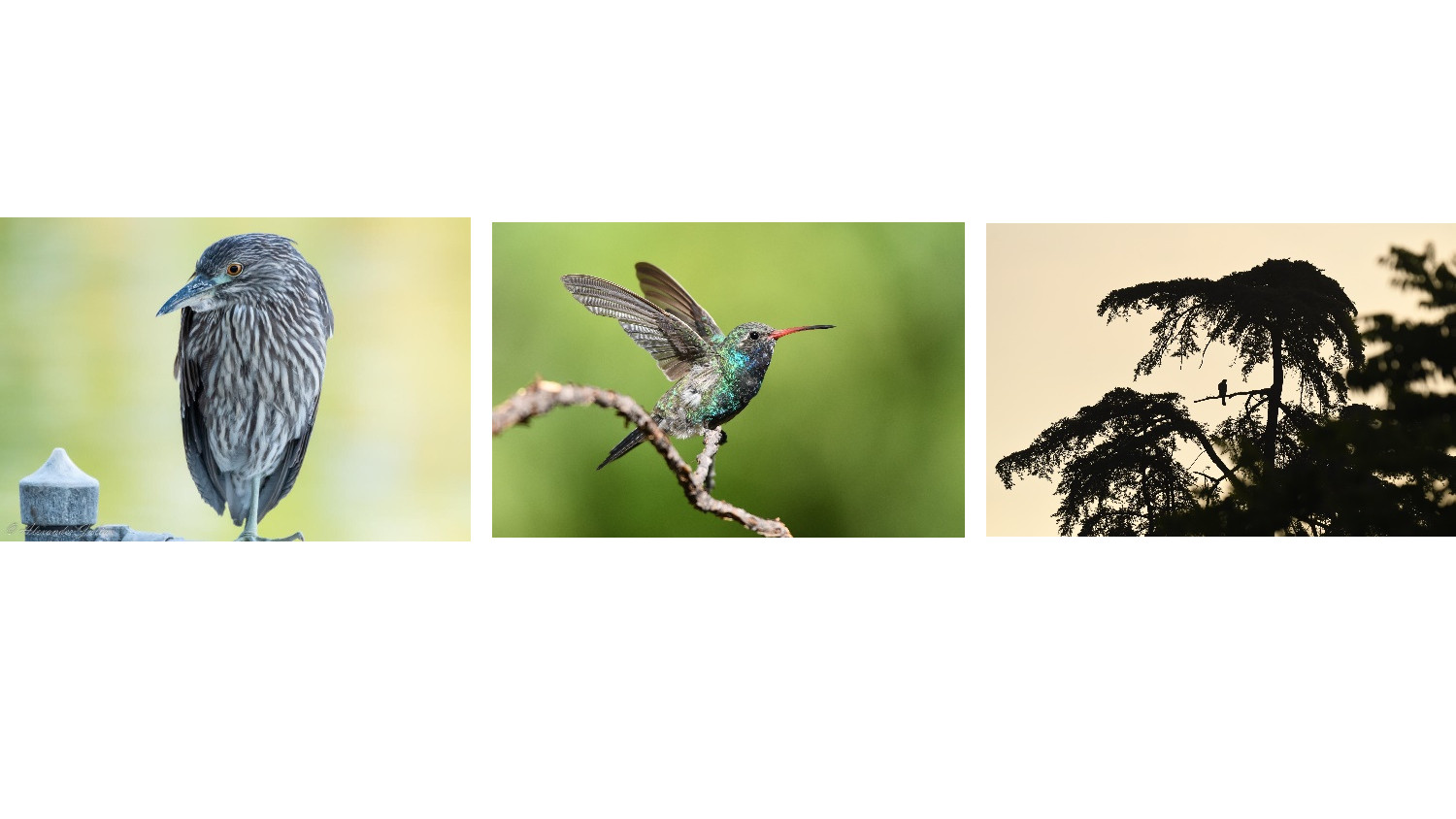 BC Night Heron, Broad Billed Hummingbird, and Silhouetted bird