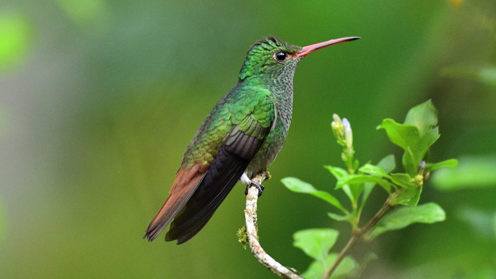 Rufous-tailed Hummingbird