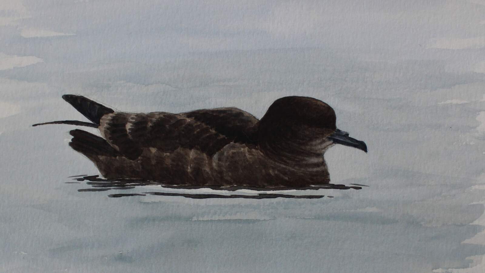 Short-tailed Shearwater sketch by Andy Birch