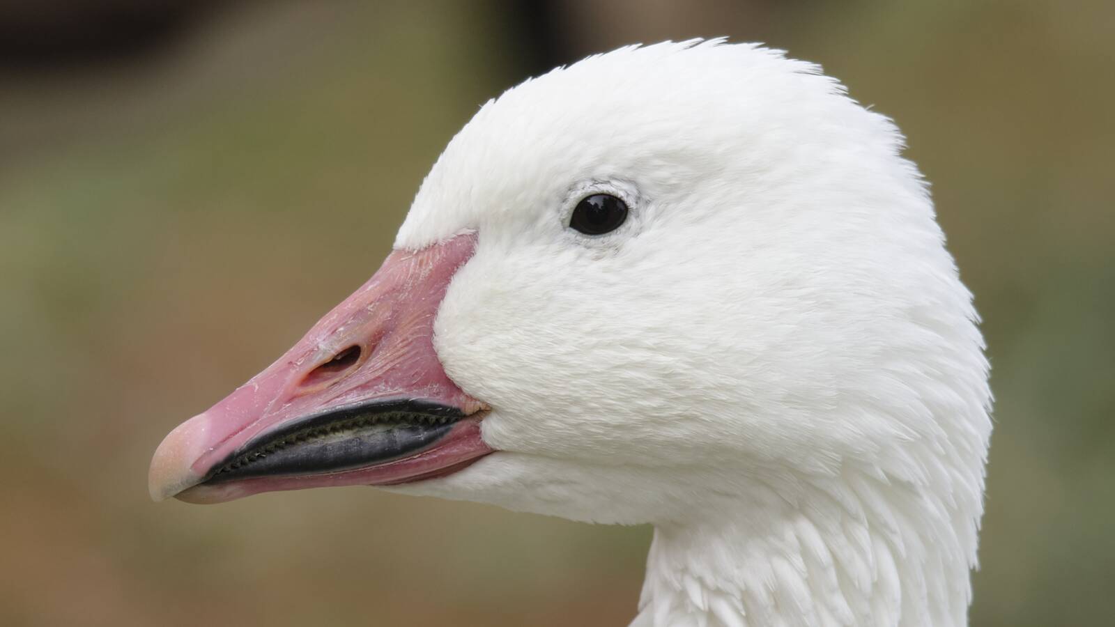Snow Goose