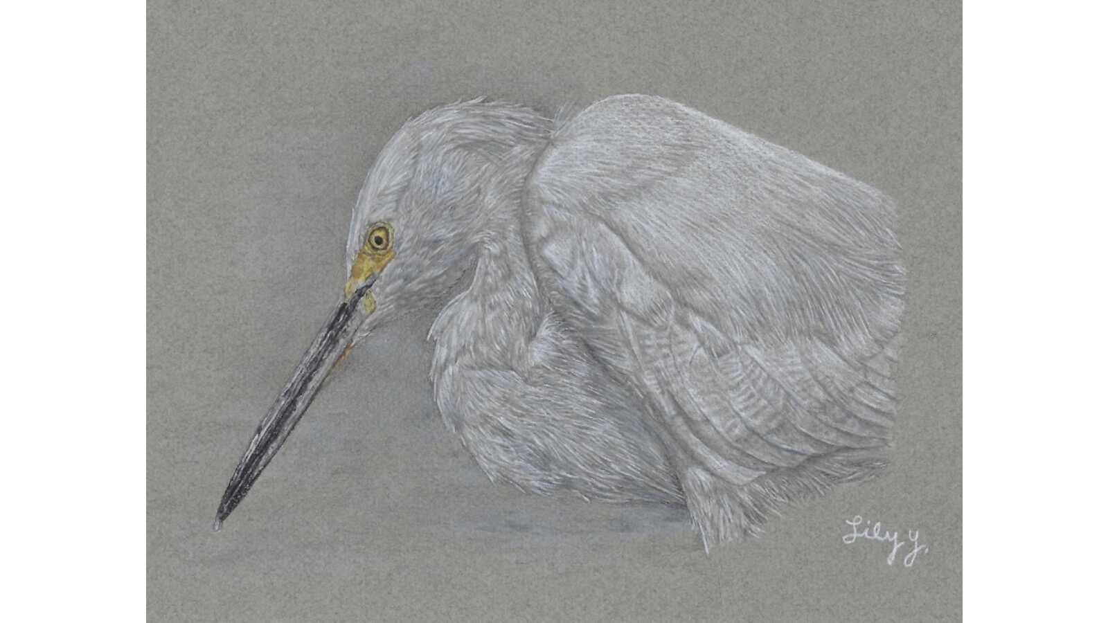 Snowy Egret sketch by Lily